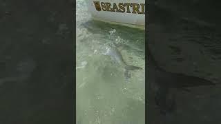  CHASING BONEFISH ON CRYSTAL FLATS  Legacy Charters Homestead FL #shorts