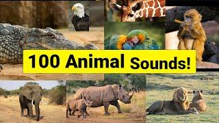 100 Animal Sounds - Learn Animal Names and Their Sounds