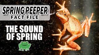 Spring Peeper Facts the FROG that starts SPRING  Animal Fact Files