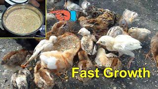 Healthy Food for Baby Chicks to Fast Growth  Chicken Feed List