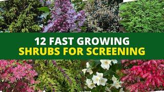 Privacy Hedges 12 Fast Growing Shrubs for Screening 