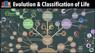 Evolution & Classification of Life  From Single Celled Bacteria to Humans