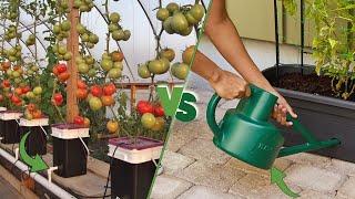 Dutch Bucket vs Self Watering Systems  Gardening Made Easy?