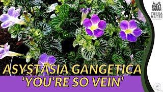 ASYSTASIA YOURE SO VEIN GANGETICA A Fascinating Addition to Your Garden