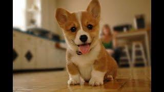 Funny Corgi Video Compilation  Cutest Corgis of 2018