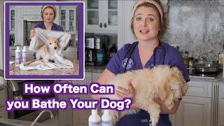 How Often Can I Wash my Dog?  Zymox Puppy Bath