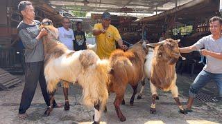 PUSAT KAMBING JUMBO DI JATENG ongkir Jakarta 200rb 