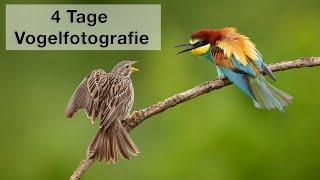 Bienenfresser Pirol und Star - Vogelfotografie in Ostdeutschland