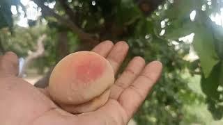 peach benefits in urdu 2022  peach tree in pakistan  aroo k faiday  peach fruit farming