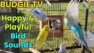 Budgie TV - Happy Active Playful Budgie Sounds Help your bird sing