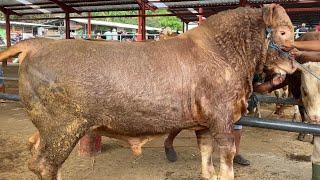 SUPER UNIK DAN LANGKA MIRIP SAPI AUSTRALIA LANGSUNG JADI REBUTAN