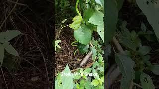 Hunting by Green Vine #Snake #bnhs #nature #mumbai #cec  #sgnp #snakevideo e