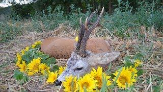 Roebuck hunting in Romania best of compilation Rehbockjagd in Rumänien beste Momente