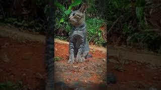 kucing pintar dan lucu kucing yang menggemaskan Virall