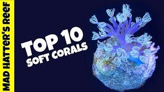 Top 10 Soft Corals for a Reef Tank