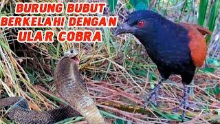 BURUNG BUBUT BERKELAHI DENGAN ULAR COBRA MENYELAMATKAN ANAKNYA-NATIONAL GEOGRAPICH