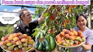 PANEN BUAH SURGA DAN PEACH MELIMPAH BANGET  LANGSUNG BUAT DESSERT UNTUK KELUARGA