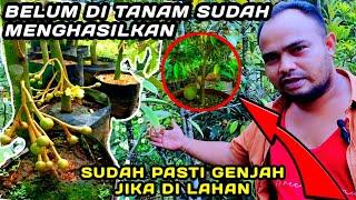 BIBIT DURIAN PREMIUM YANG LAYAK UNTUK DI KEBUNKAN