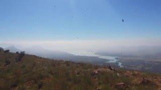 Vultures of the Magaliesberg