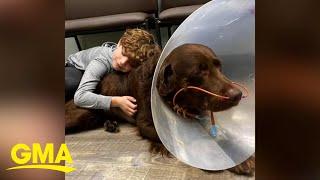 8-year-old Michigan boy opens 7th lemonade stand for shelter dogs