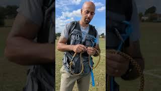 Dog slip lead basics and applying correction versus pressure