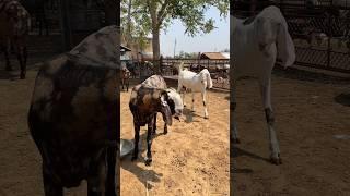 140 Kg के बकरे #shorts #goatfarming