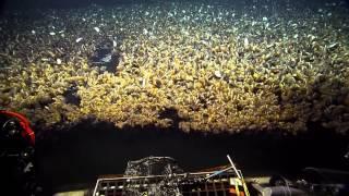 Best of the EV Nautilus 2014 Expedition  Nautilus Live