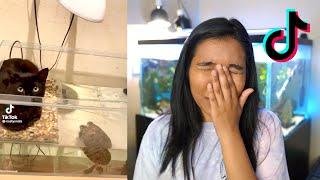 Turtle Keeper REACTS to TURTLE TIKTOKS why did I do this