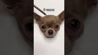 Портрет собаки в стиле реализм #shorts #prismacolor #chihuahua #artist #портрет #портреткарандашом