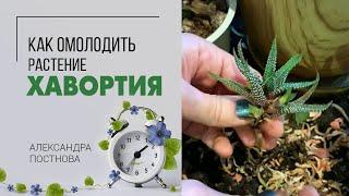 Уход за хавортией  Что делать если она скукожилась и засохла? Наведи красоту.