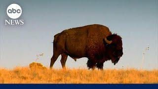 Elderly woman attacked by bison at Yellowstone National Park