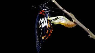 #TimelapseTuesday Butterfly Metamorphosis