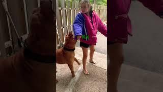 Bite suit with BustR #xlbully #americanbully #shortsvideo