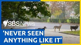 Ukrainian dogs line up and politely wait their turn at feeding station  SBS News