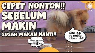 Vitamin Untuk Anjing Yang Susah Makan