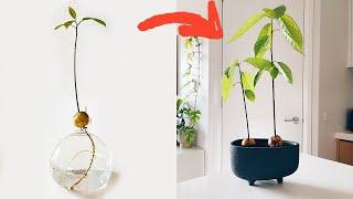 HOW TO Plant An AVOCADO From WATER To SOIL *EASY* 