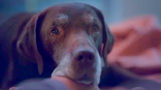 Super Bowl 2024 Ads That Will Make You Cry  Tearjerker Emotional Commercials