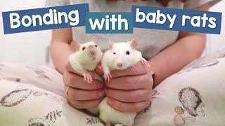 How I bond with new baby rats  Their first week home