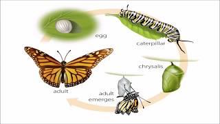 Metamorphosis in Butterfly  Life Cycle of Butterfly