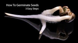 How To Germinate Seeds Fast  3 Simple Steps