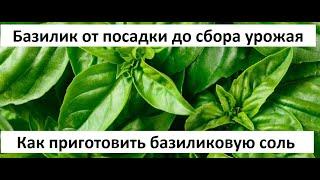 Базилик от посадки до сбора урожая.