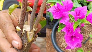 Unique method  How to graft bougainvillea 4 easy steps