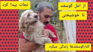 روزها و شبها توی روستا می‌چرخید و توی آغل گوسفندها می‌خوابید.‌نجاتش دادم.‌#animals #dog #pet #puppy