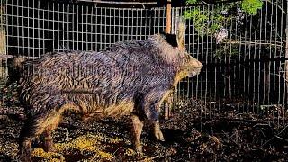 Elderly woman scared of the wild hogs in her yard. Caught 2 times.