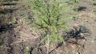 Лиственница Европейская Larix decidua  Plante.md