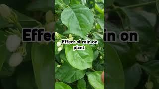 The effect of rain on plants #garden #gardening #gardeing