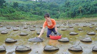 Harvesting A Lot Of Mussel Goes To Market Sell - Use Lawn mower To Clear Grass. My Bushcraft