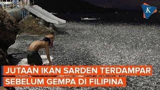 Jutaan Ikan Sarden Terdampar 2 Hari Sebelum Gempa M 67 di Filipina Sinyal Bencana?