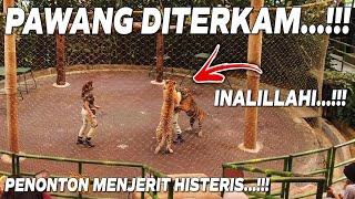 TIGER SHOW GONE WRONG... TIGER ATTACKS AT TAMAN SAFARI INDONESIA