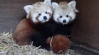 Red Panda Cubs